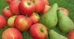 Витамини в буркан: компот от ябълки и круши за зимата Как да си приготвим компот от ябълкова круша